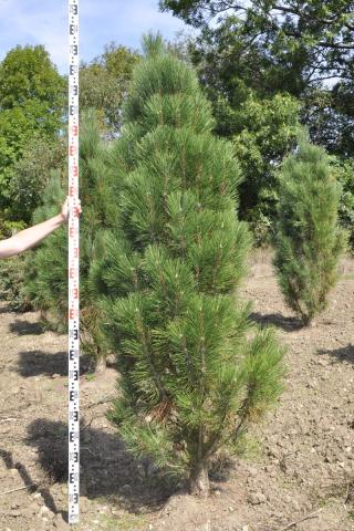 Pinus nigra 'Pyramidata'